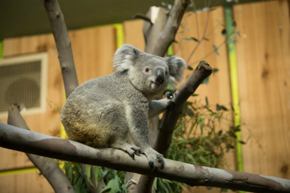 Tanami, el koala que viajó en un avión con el resto de pasajeros