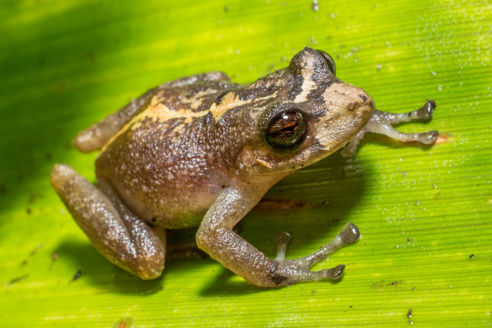 Tachiramantis tayrona (Ranita de lluvia). // Foto Andrés Montes-Correa