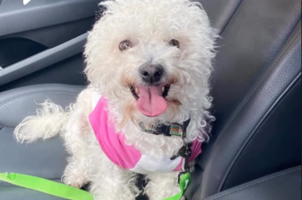 Familia se reúne con el perro que les dijeron que había muerto hace cuatro años