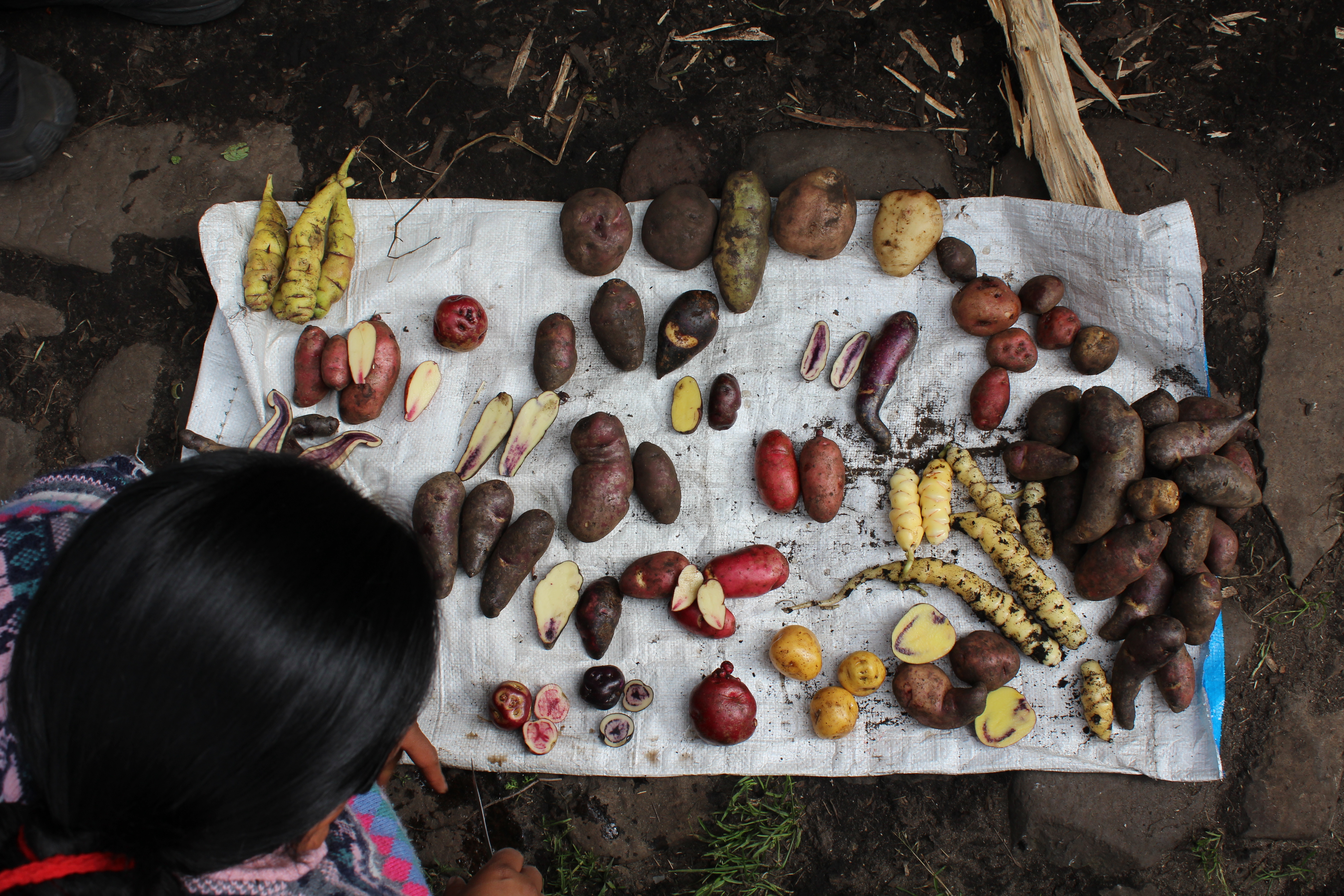 Indígenas de los Andes podrían digerir mejor que otras poblaciones el almidón de las papas