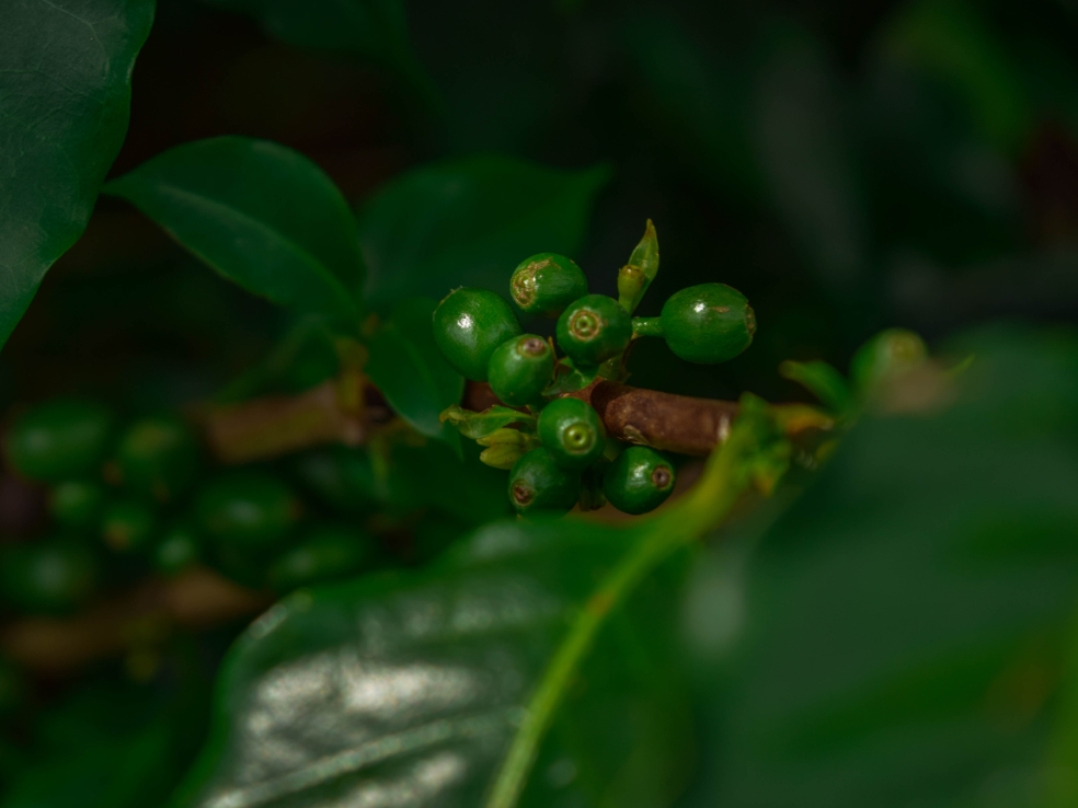 Una carta de amor al café: salvar el futuro de uno de los símbolos de Colombia