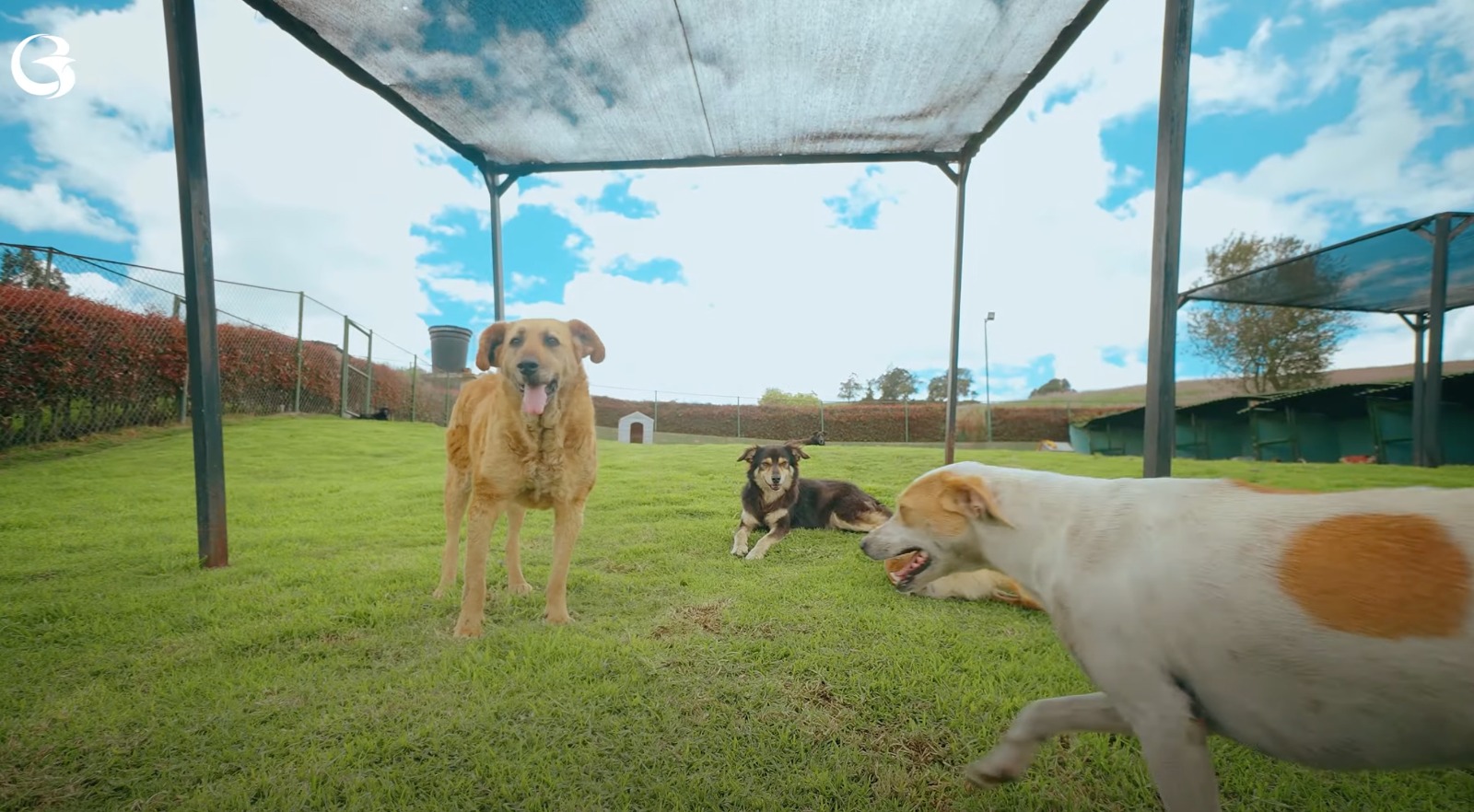 ¿Busca adoptar a un peludo? Este sábado podrá hacerlo en el Planetario de Bogotá