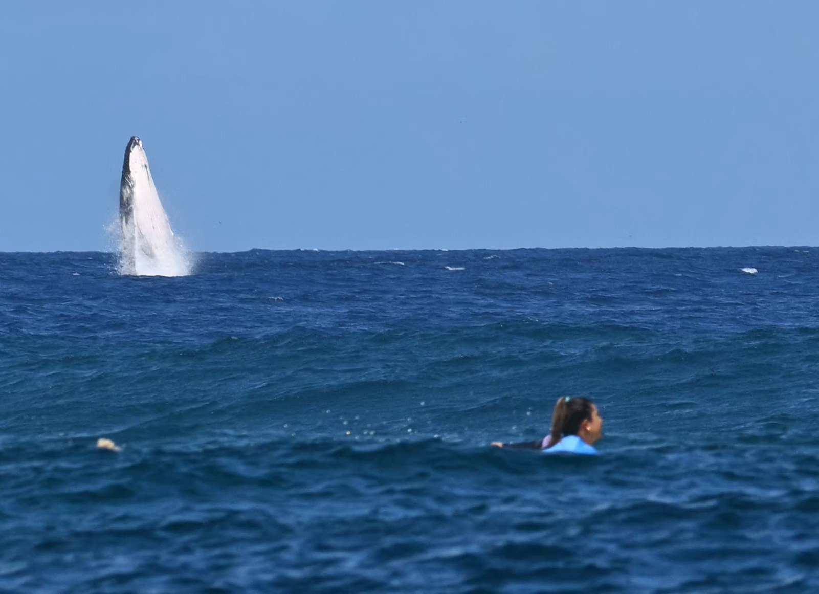 Video: ballena irrumpió en plena competencia de surf en los Juegos Olímpicos