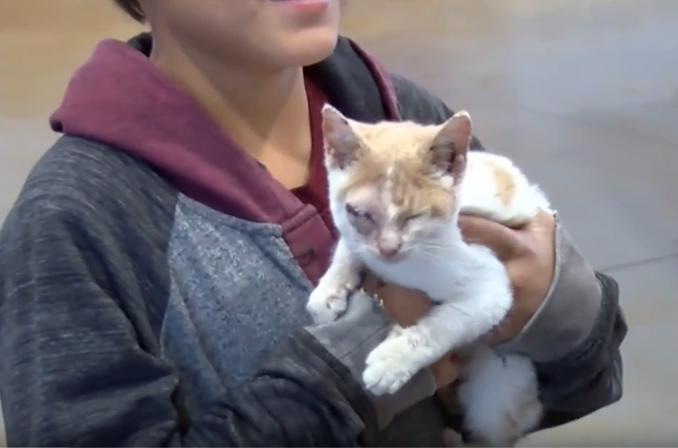 Niño entrega su patineta a cambio de salvar a una gatita maltratada