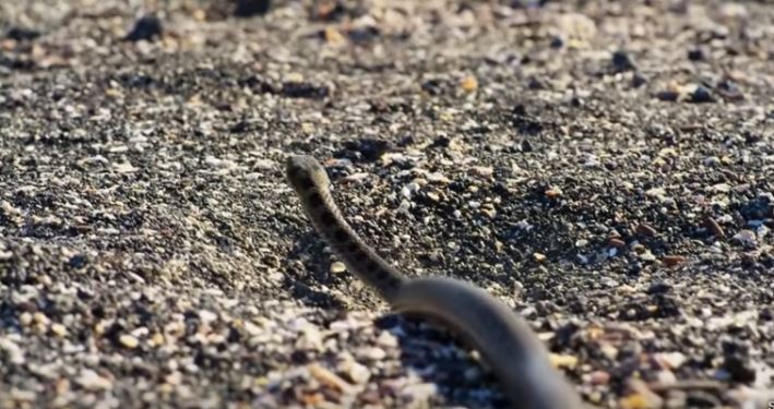 Vea el increíble momento en el que una iguana escapa de serpientes hambrientas