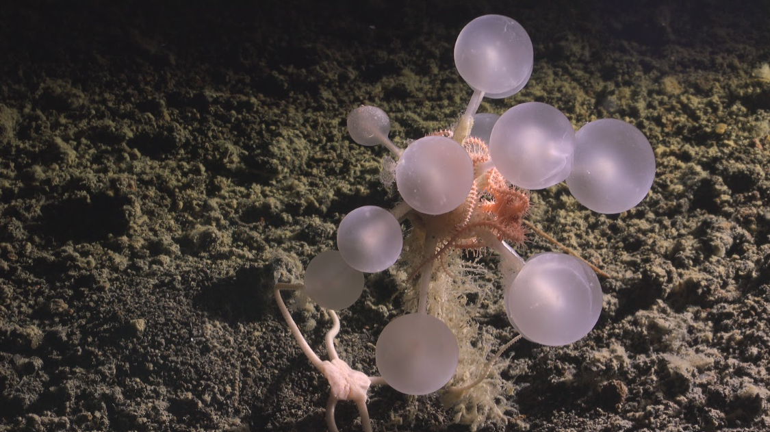 Descubierta a una profundidad de 3.601 metros en la Fosa del Norte de las Islas Sandwich del Sur. Mientras que la mayoría de las esponjas son filtradoras pasivas, esta nueva especie de Chondrocladia es una formidable carnívora. Estas esferas están cubiertas de ganchos microscópicos (espículas), similares al velcro, diseñados para atrapar a los crustáceos desprevenidos que se dejan llevar por la corriente.