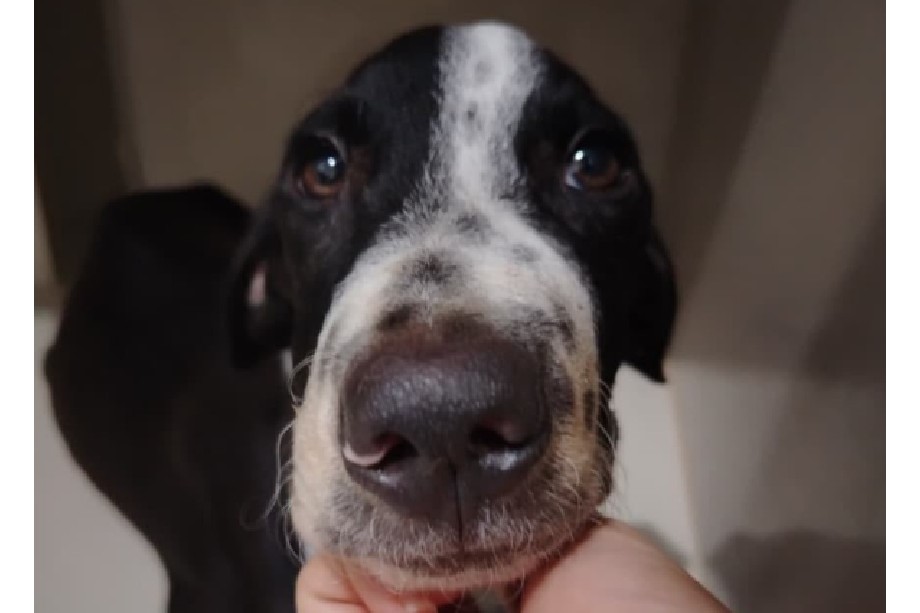 Berlín desafió los pronósticos veterinarios, con cuatro meses busca una familia para siempre
