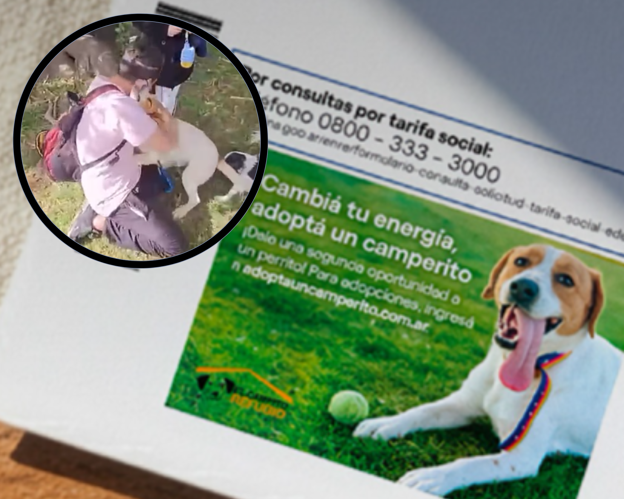 Perro estuvo meses perdido y su familia lo encontró gracias a la factura de la luz