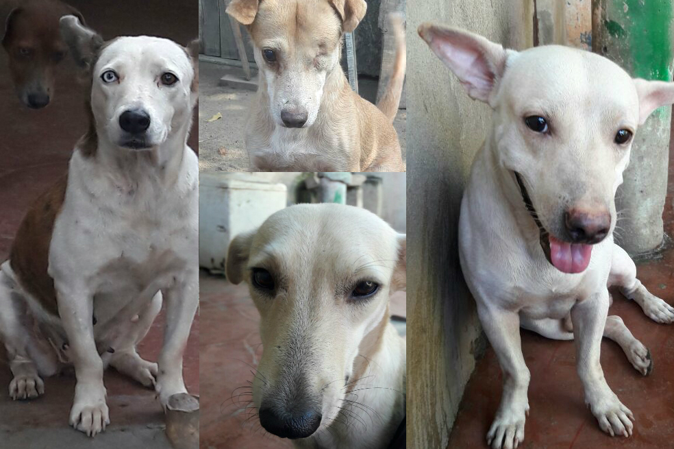 La mujer que vive con 42 perros
