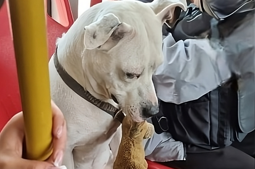 ¿Los perros pueden ir en las sillas de TransMilenio?: esto dice la norma (video)