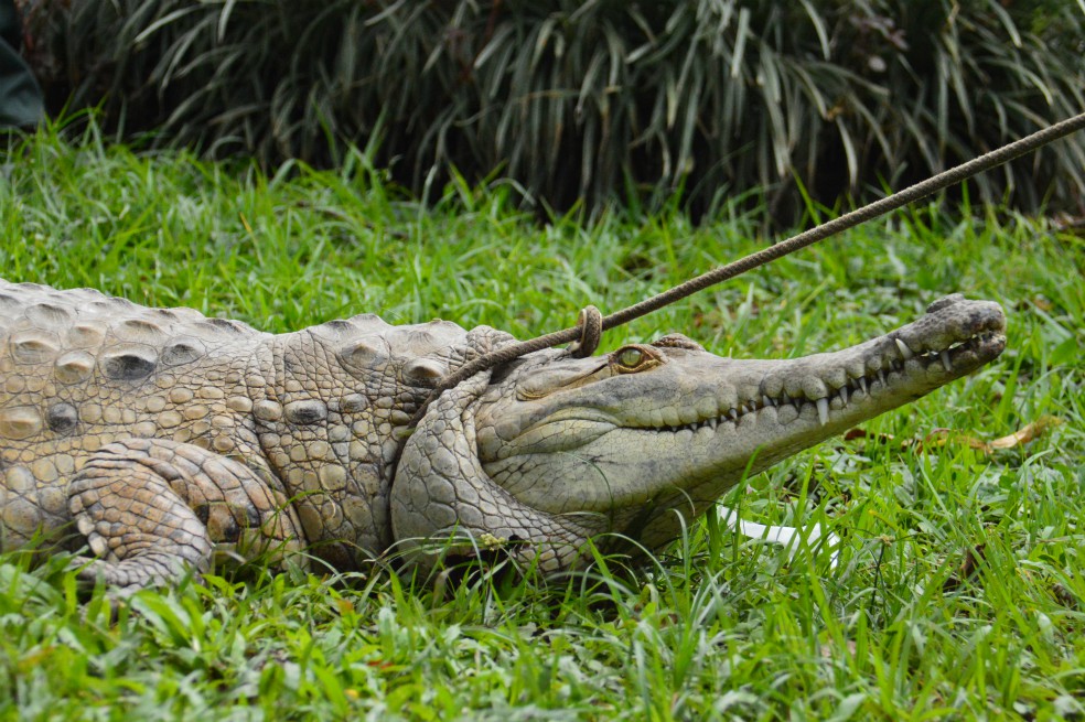 Otros 15 caimanes llaneros liberados para que reconquisten el Meta