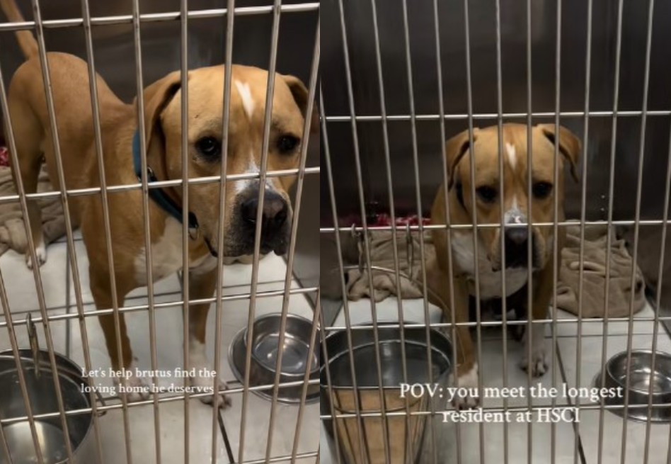 Brutus lleva más de un año esperando un hogar desde su jaula: esta es su historia