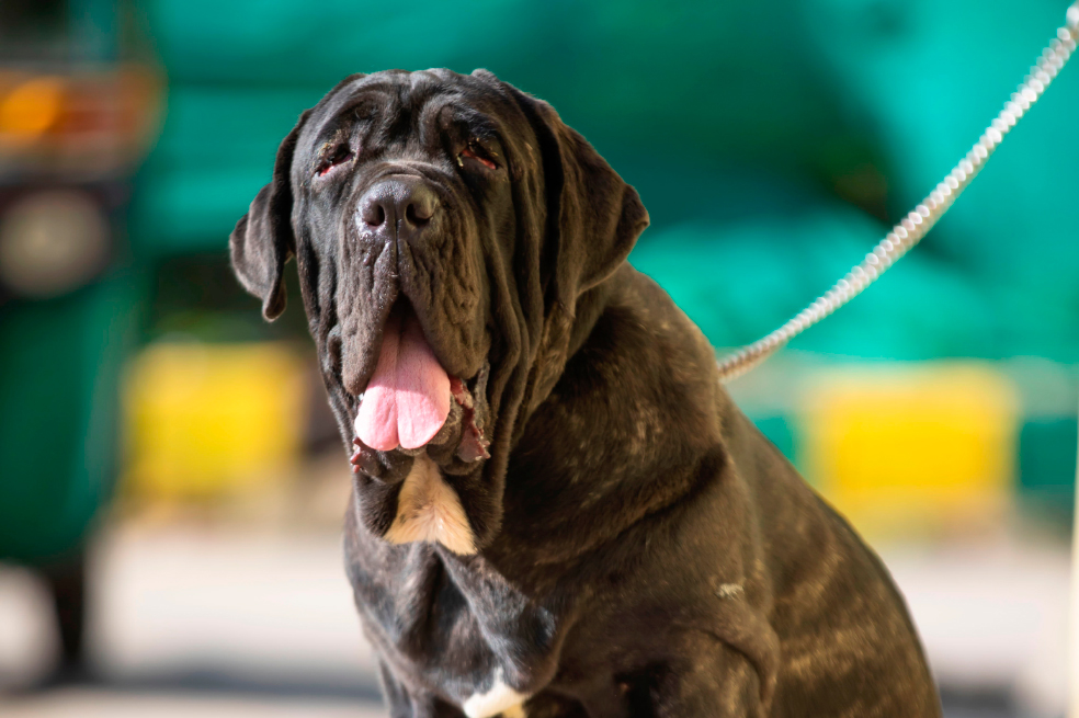 ¿Su perro puede reconocer cuando usted le habla?