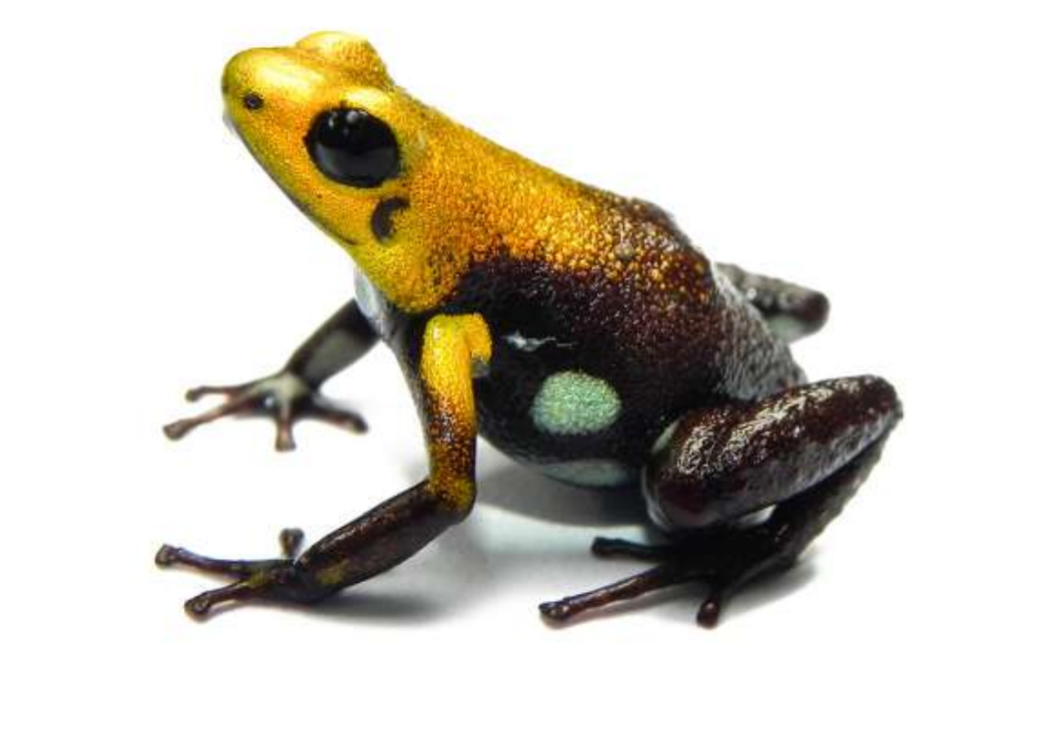 Nueva especie de rana descrita en Colombia, hallada a solo 37 km de Bogotá
