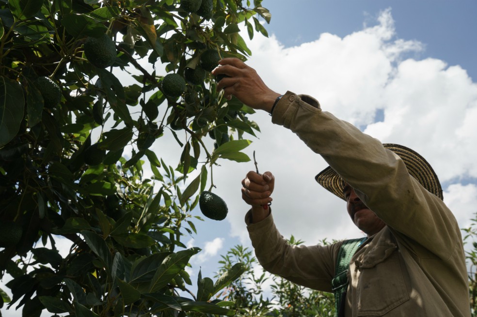 Aguacate hass: conquistó Europa y su próximo destino es EE. UU.
