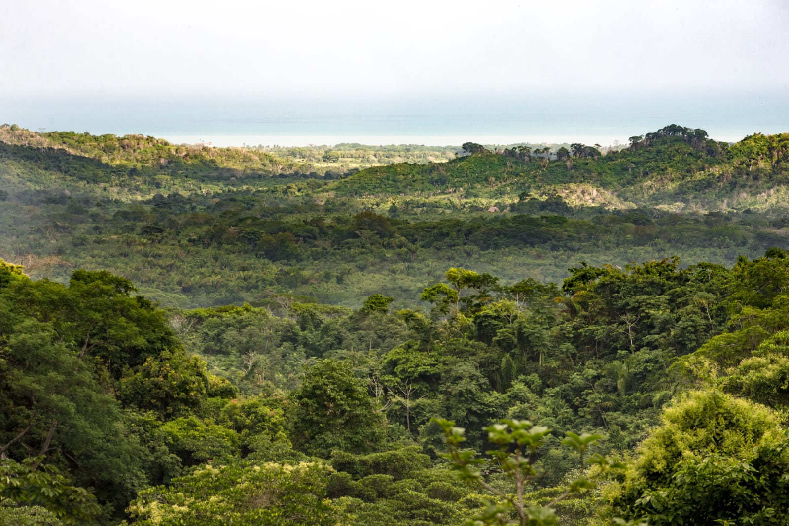 ¿Dónde se deben restaurar los bosques en Colombia? Un nuevo mapa da pistas claves