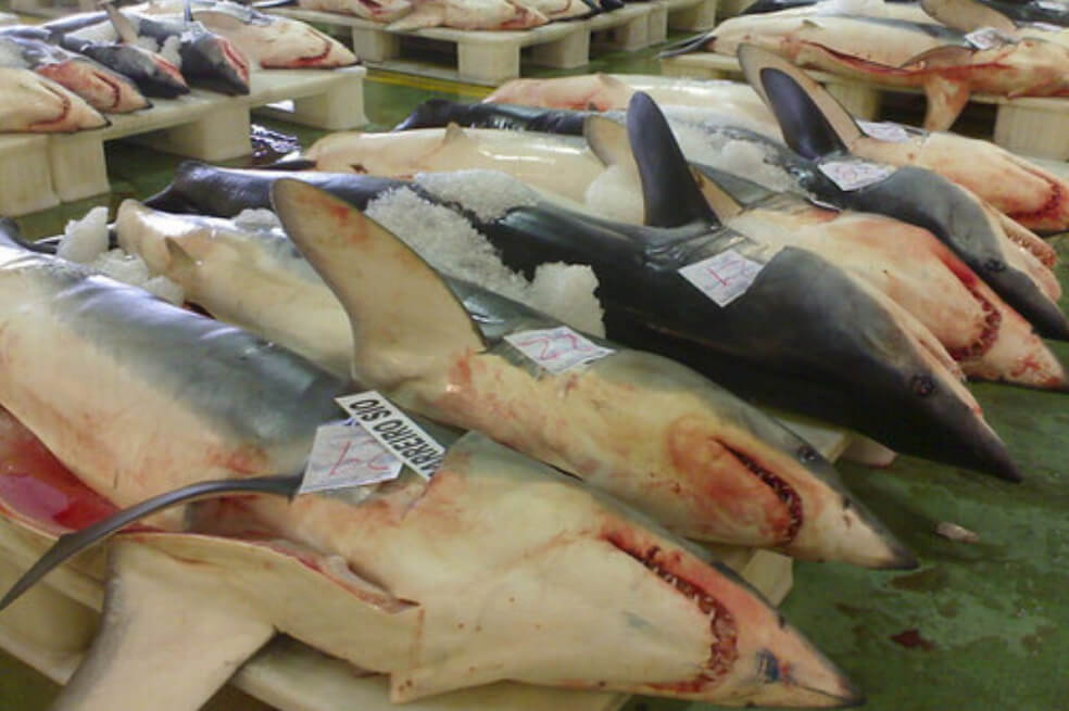 La sobrepesca amenaza a los tiburones oceánicos