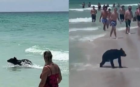 Cachorro de oso negro apareció en una playa de Florida y sorprendió a los bañistas
