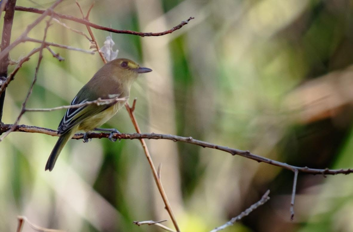 El pájaro que resistió el embate del huracán Iota en Providencia