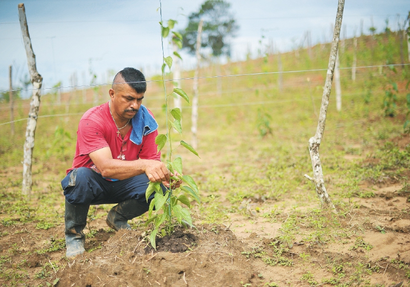 La cooperativa de las Farc, una empresa difícil de crear