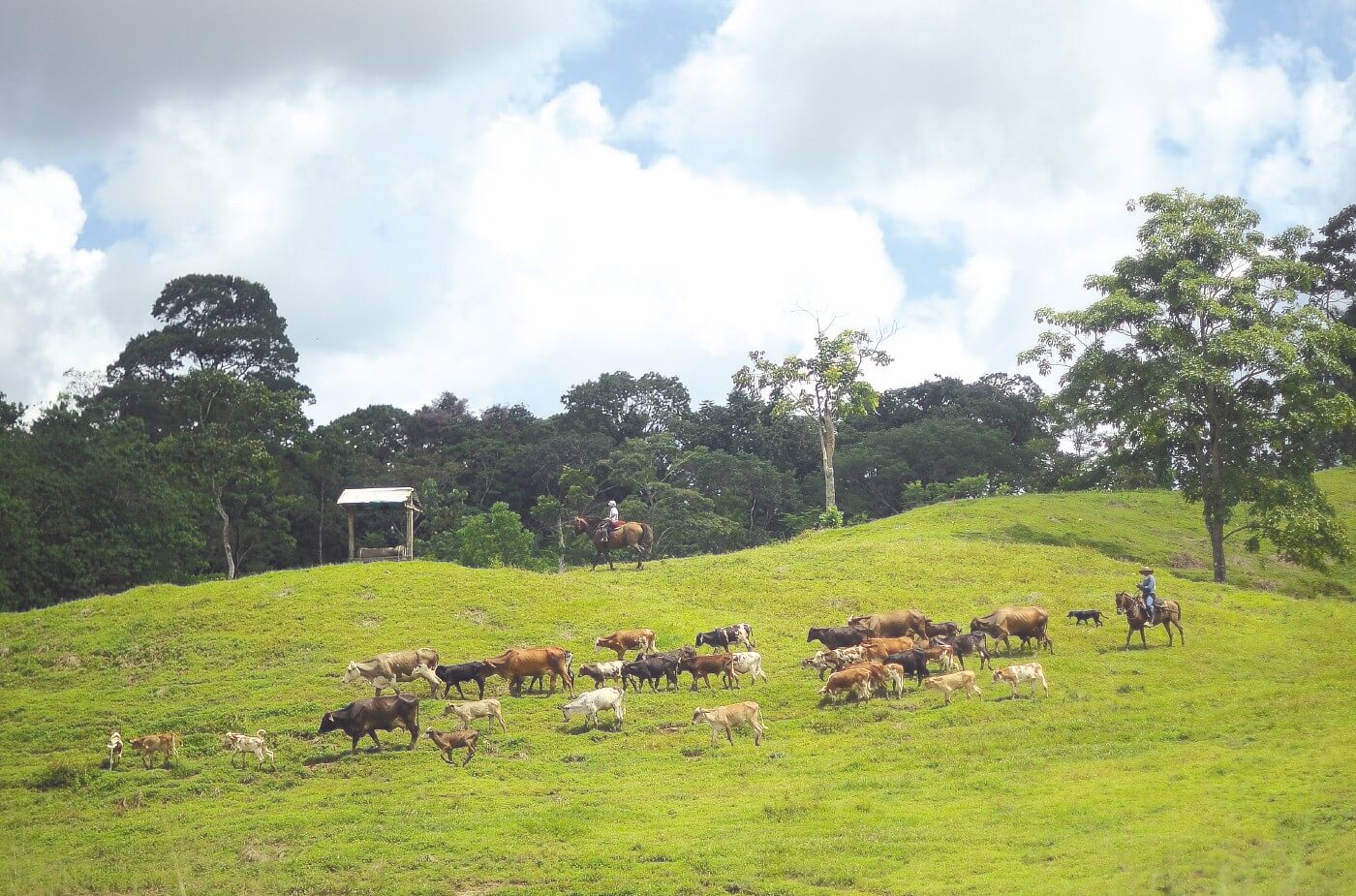 Ganadero con libertad condicional estaría intimidando a reclamantes de tierra
