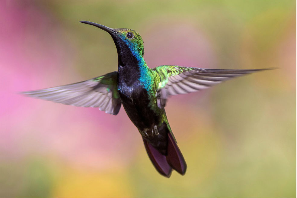 Los colibríes macho prefieren el combate a la comida