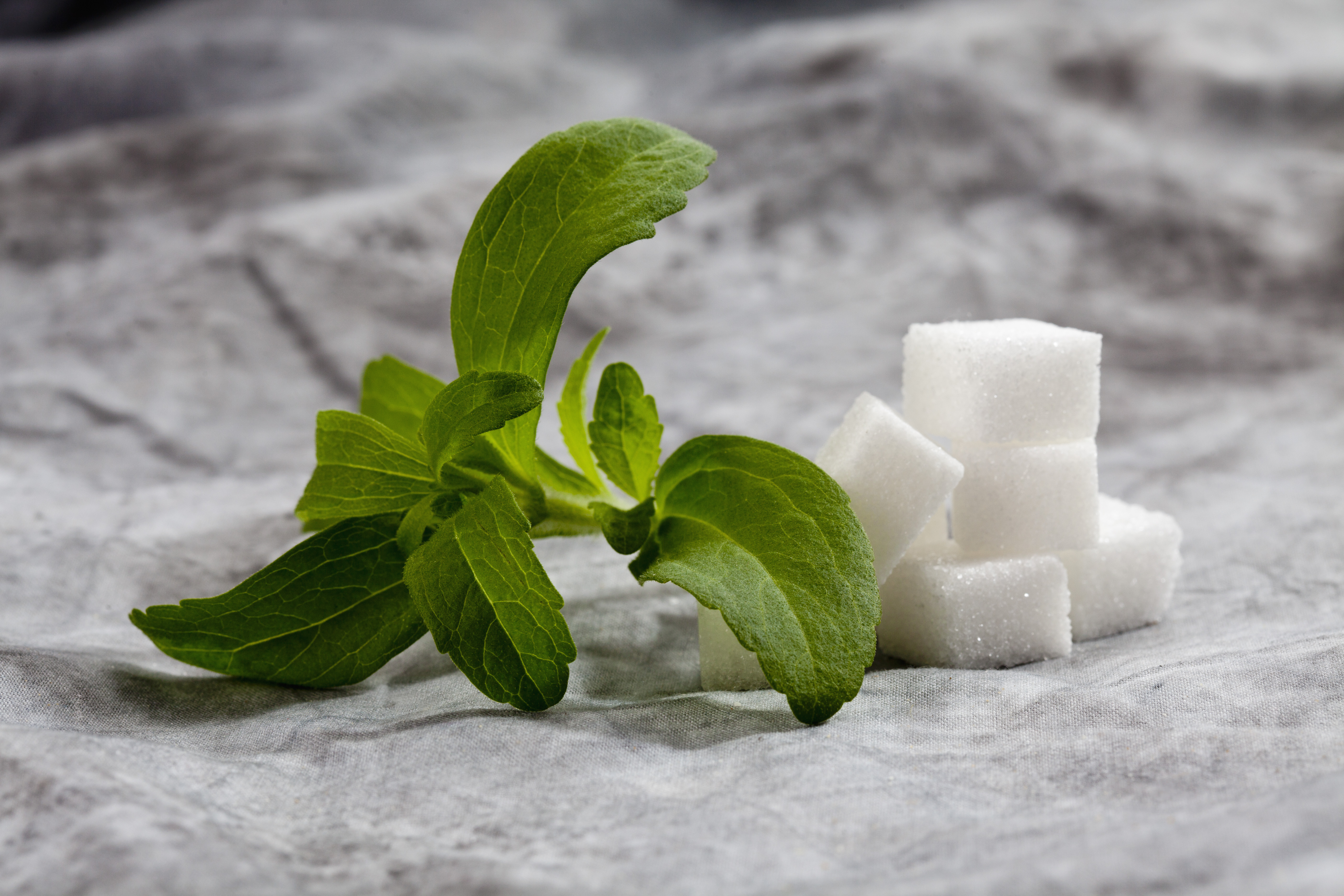 La Stevia la usaban indígenas, pero enriqueció a empresas. ¿Cómo repartir ganancias?