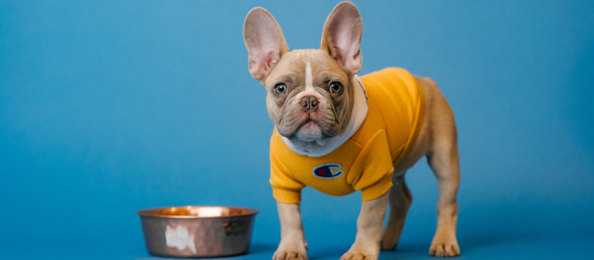 Perros: ¿cuántas veces se debe dar de comer a tu mascota?