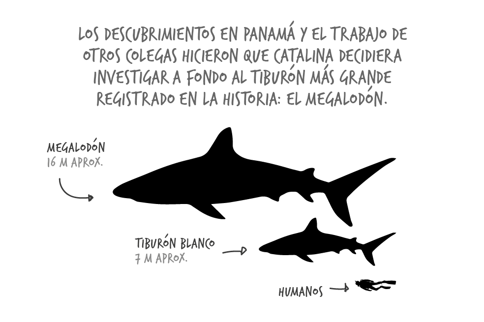 Catalina pimiento megalodón