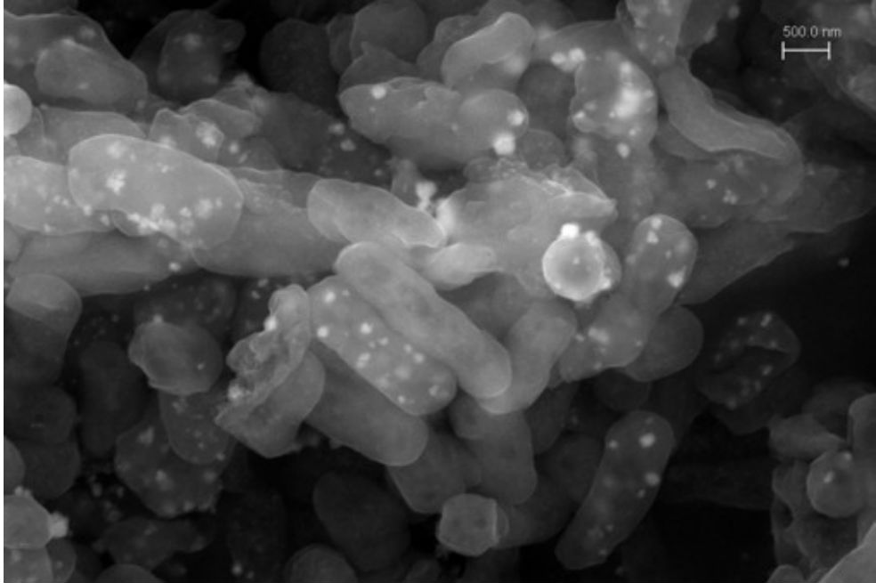 La bacteria que absorbe plata y plomo de aguas residuales