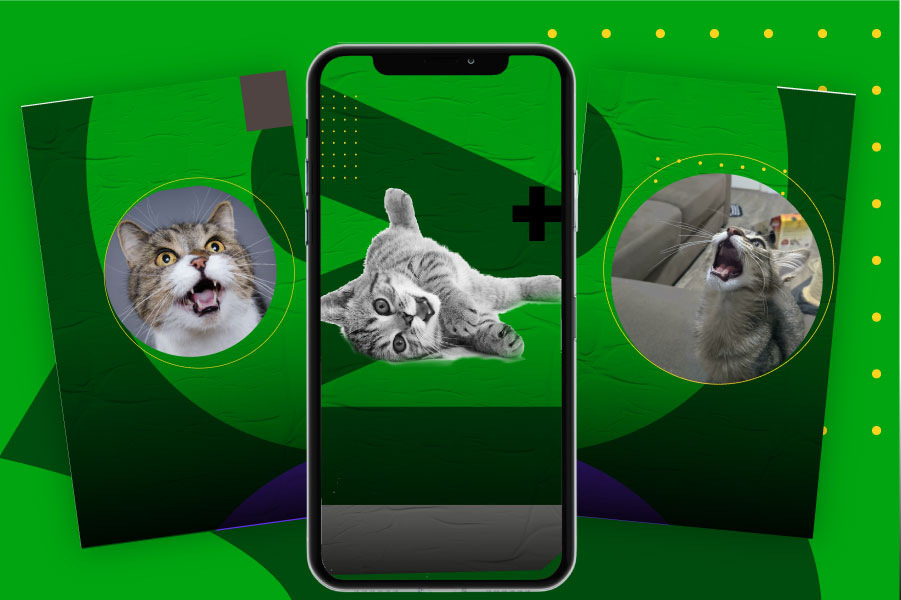 Gatos: ¿Qué significan los maullidos de tu gato?
