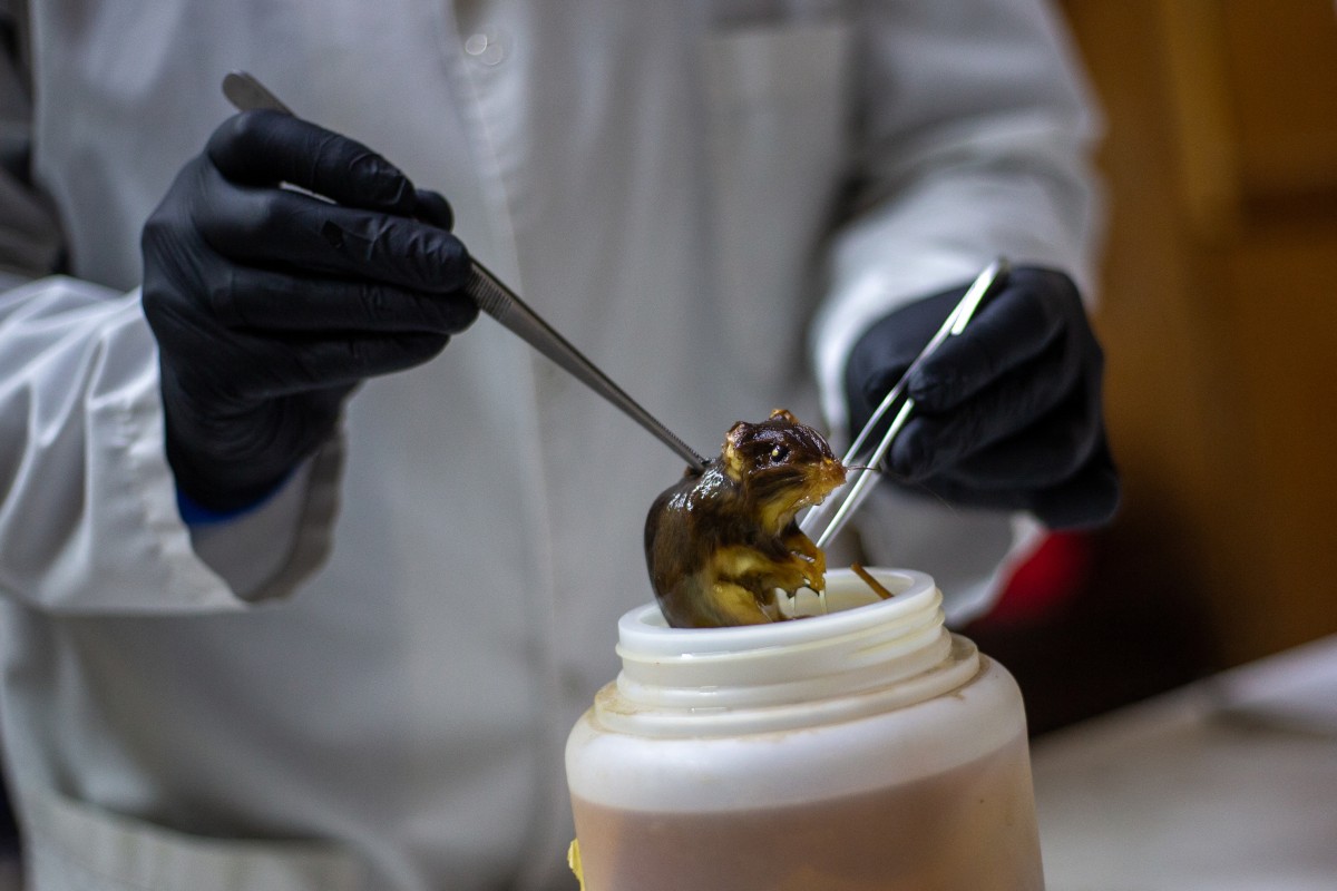 Venezuela confirma tres muertes por hantavirus, pero hace llamado a la calma