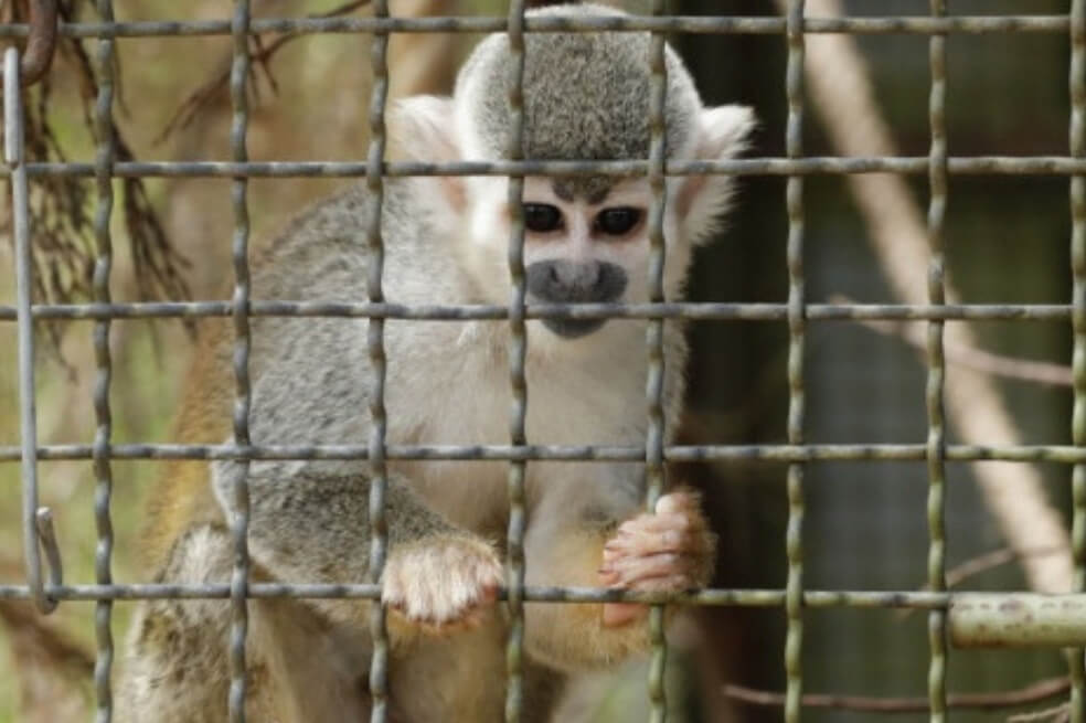 Tarántulas, monos y cangrejos: ninguno se salva del tráfico ilegal de animales en el país