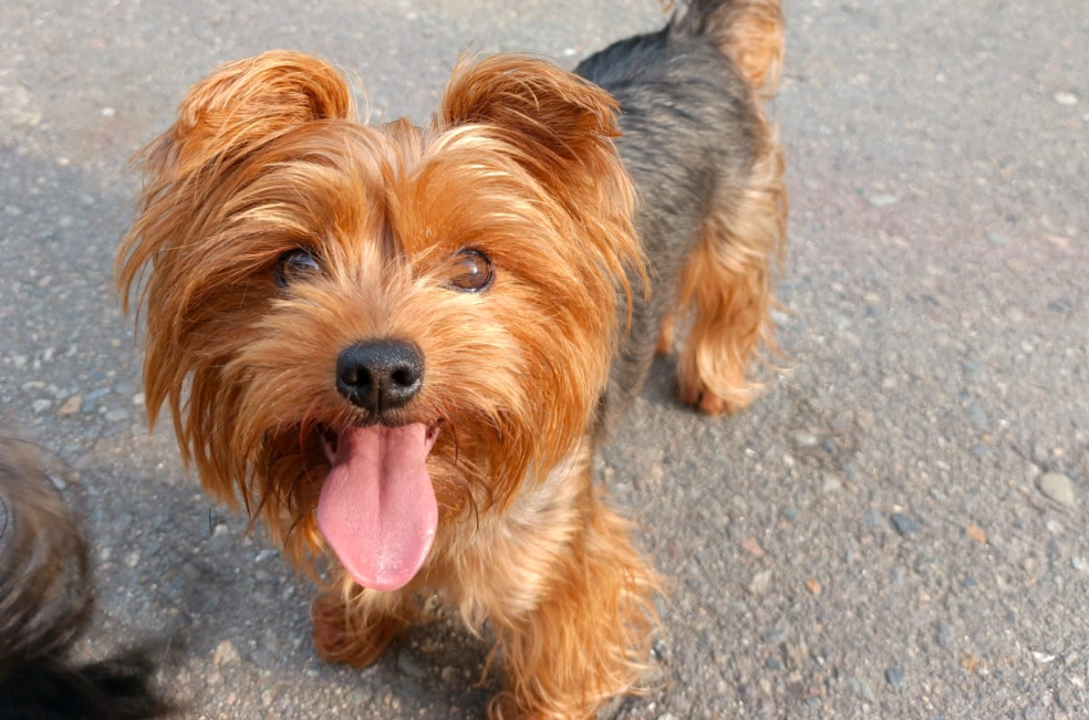 Buscan a Miny, perrita de apoyo emocional desaparecida en Bogotá: ¿la ha visto?