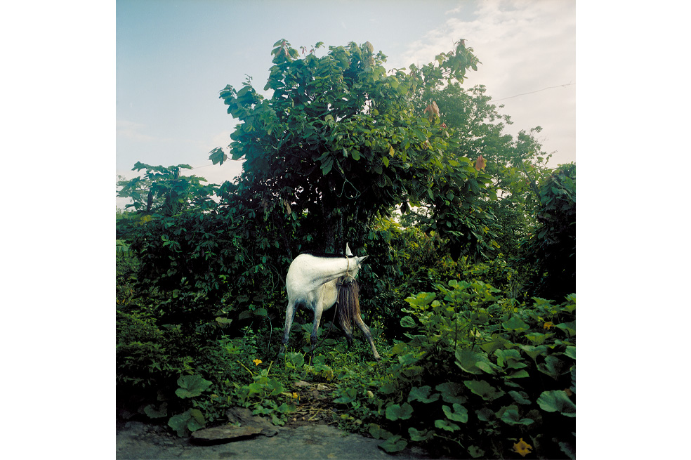 Temporada de mangos