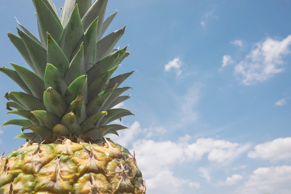 Por primera vez, Colombia exporta piña a Argentina: Mincit