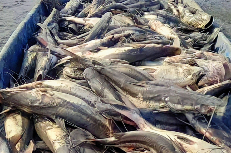 Organización internacional asegura que los peces criados en granjas sienten dolor