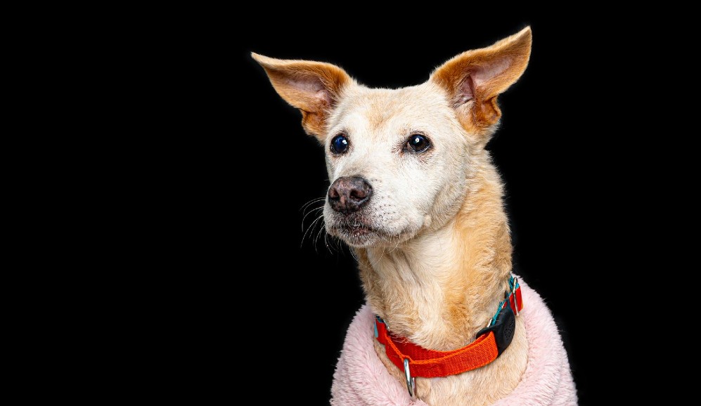 Vivió el abandono y casi muere: Mona busca un hogar para pasar su vejez