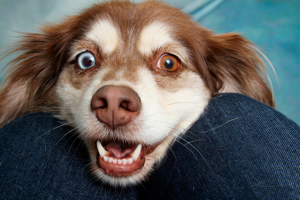 11 buenas razones para adoptar un perro