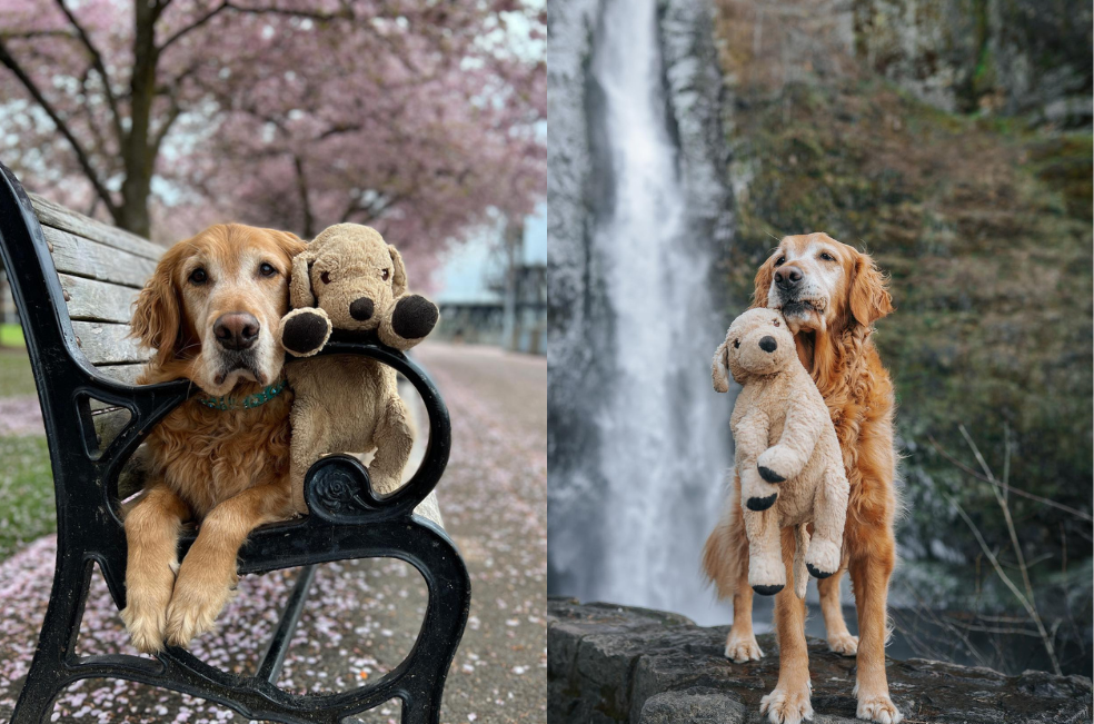 Gumbo y Shrimp: así es el tierno vínculo entre un golden retriever y su peluche
