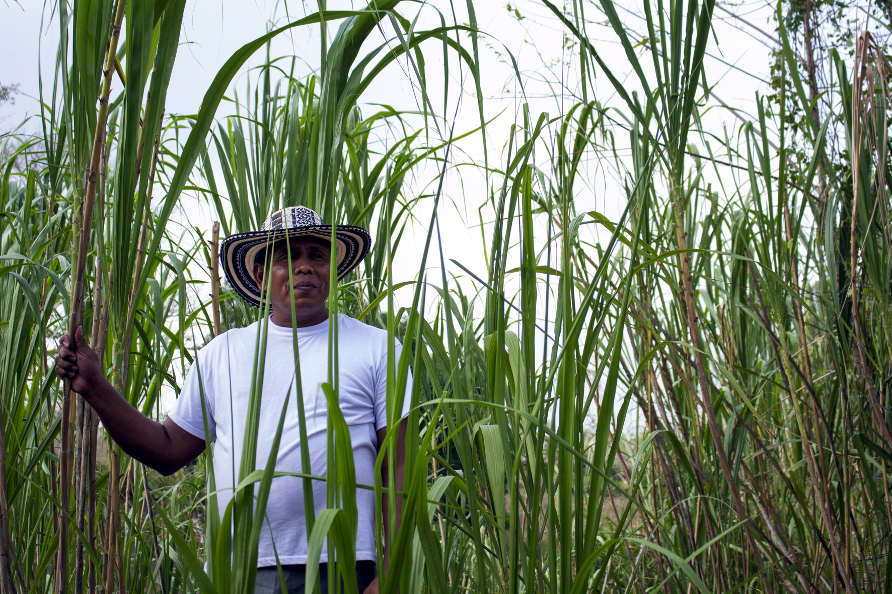 La caña flecha es uno de los recursos más importantes para la comunidad Zenú, no solo porque con este material vegetal preservan su identidad y tradiciones al trenzarlo y elaborar prendas de vestir, artesanías y accesorios; también la caña flecha sirve como material de construcción al ser usada como techo en muchas de las casas de la comunidad.