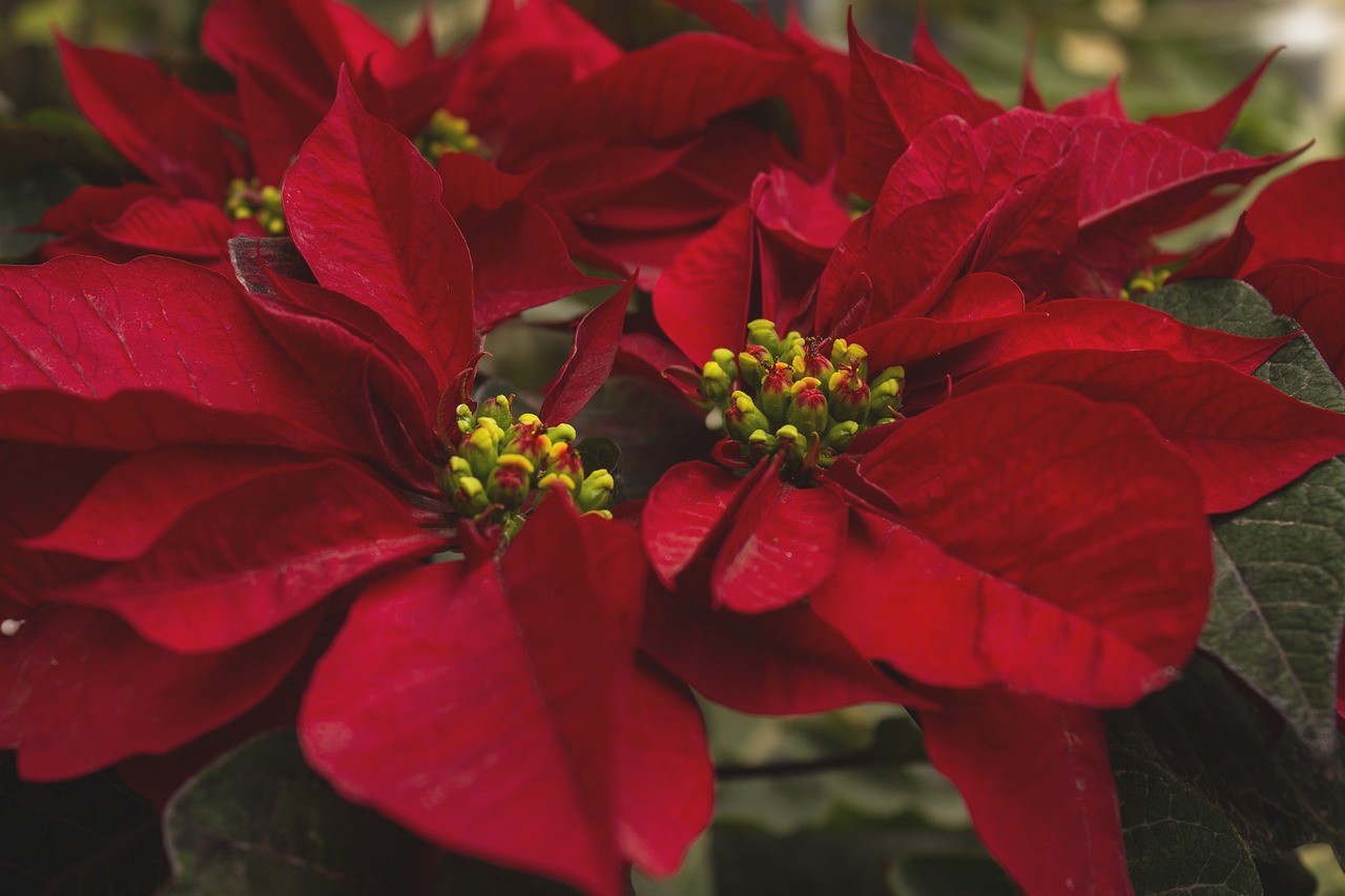 Estas plantas navideñas representan un riesgo para la salud de las mascotas