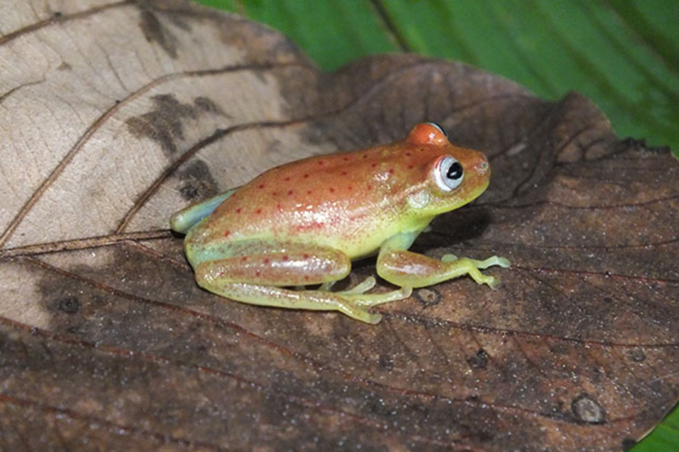 La rana punteada, una especie que cambia de color entre el día y la noche