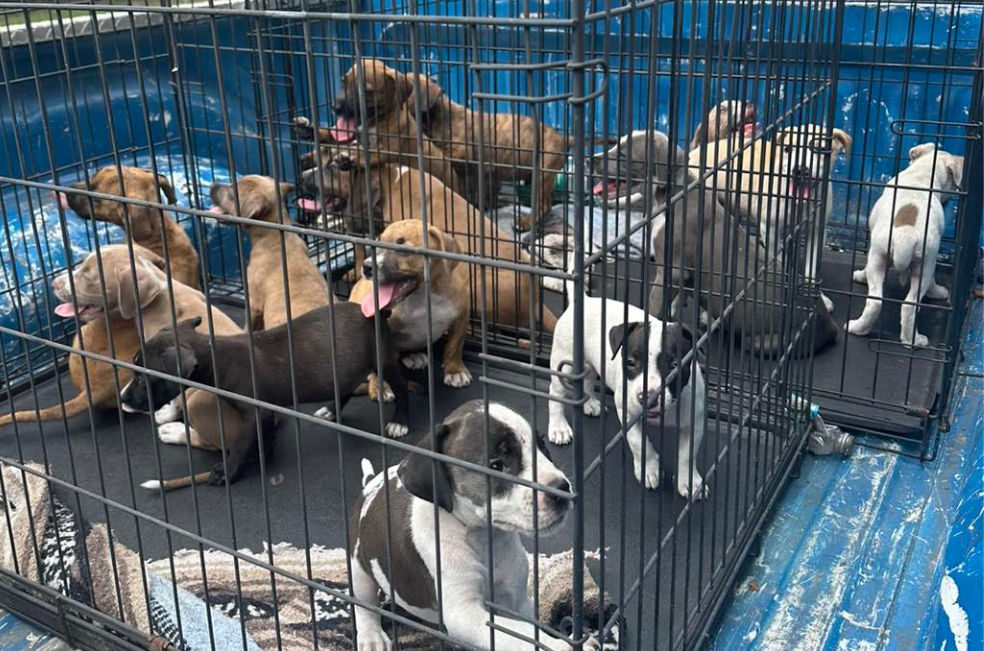 Una noticia feliz: dieciséis cachorros son adoptados en tiempo récord