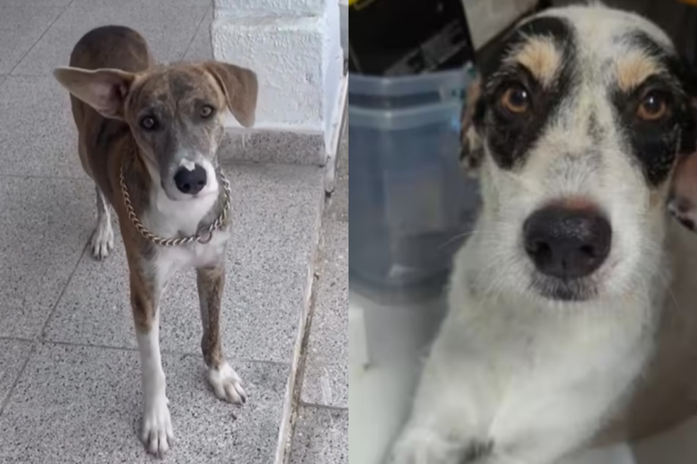 Leo y Niña, después de años de maltratos, fueron adoptados por una mujer en Suesca.