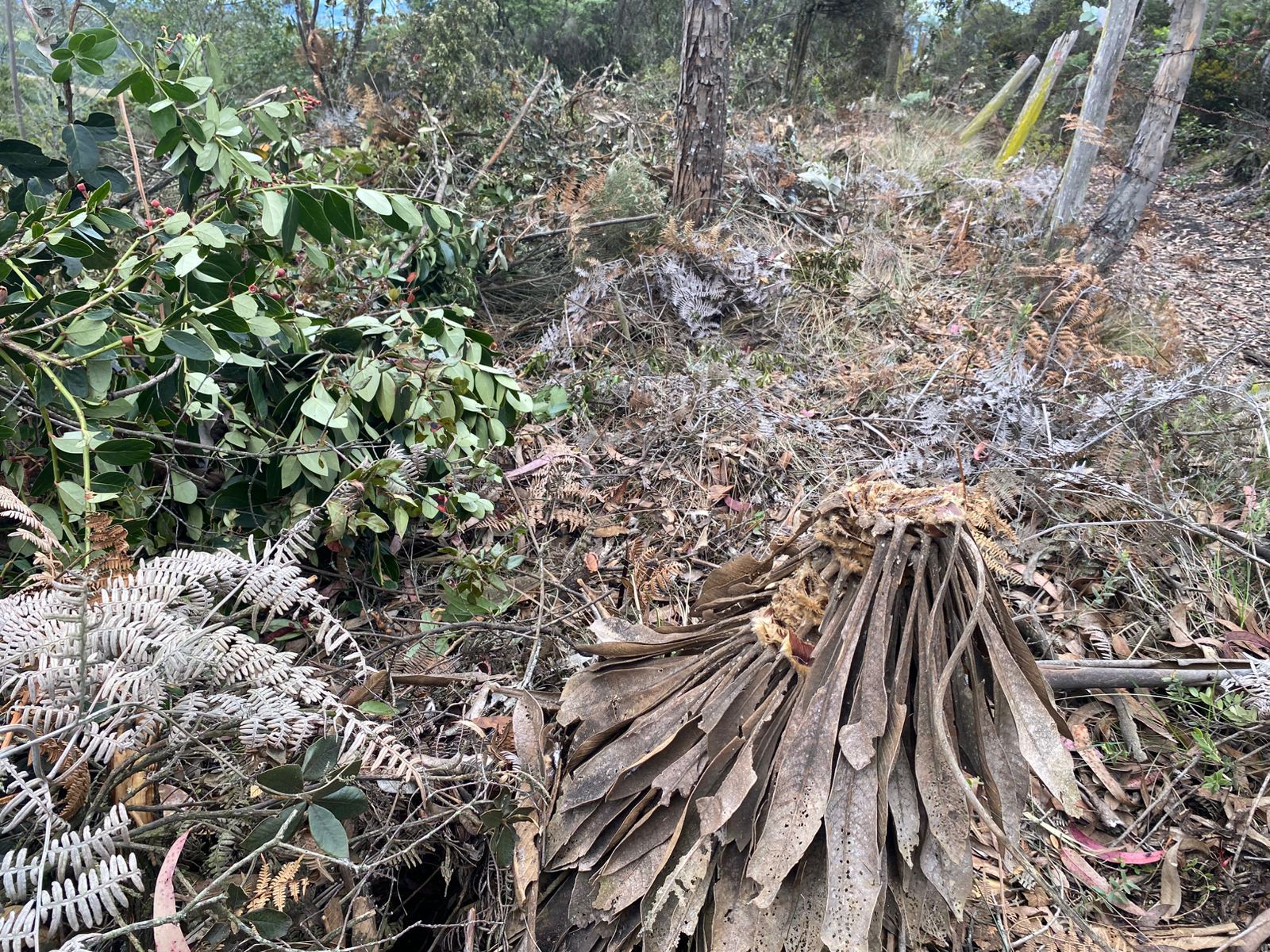 Denuncian ecocidio en Tenjo: árboles nativos y frailejones fueron talados