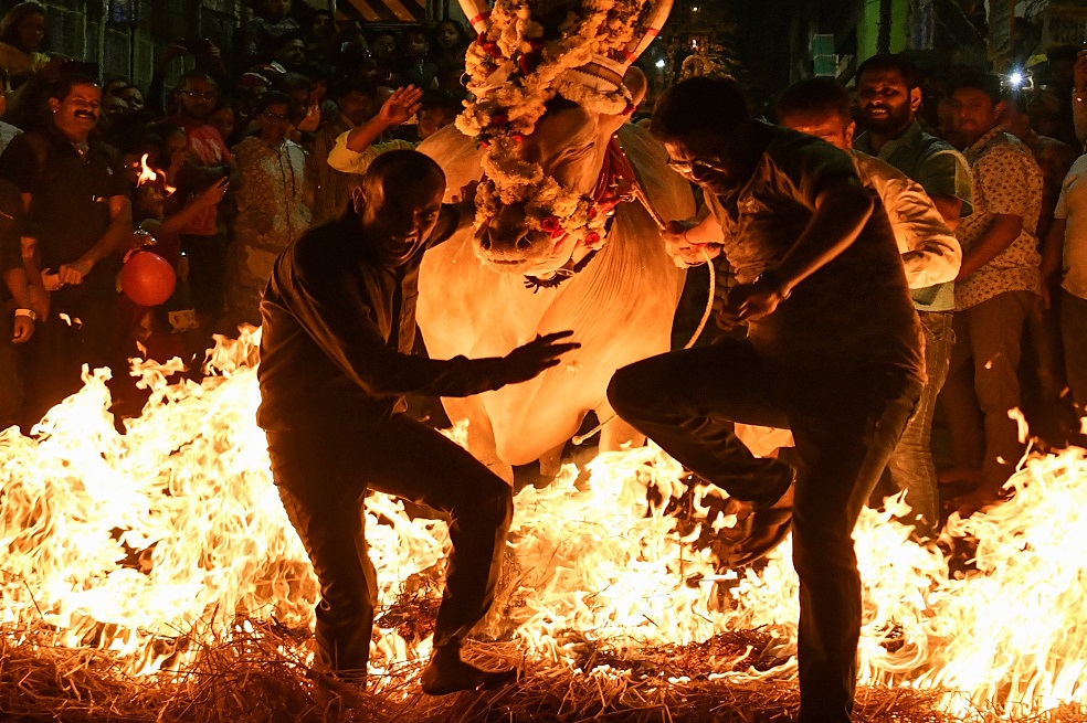 Festival en la India en el que hacen caminar a las vacas sobre fuego