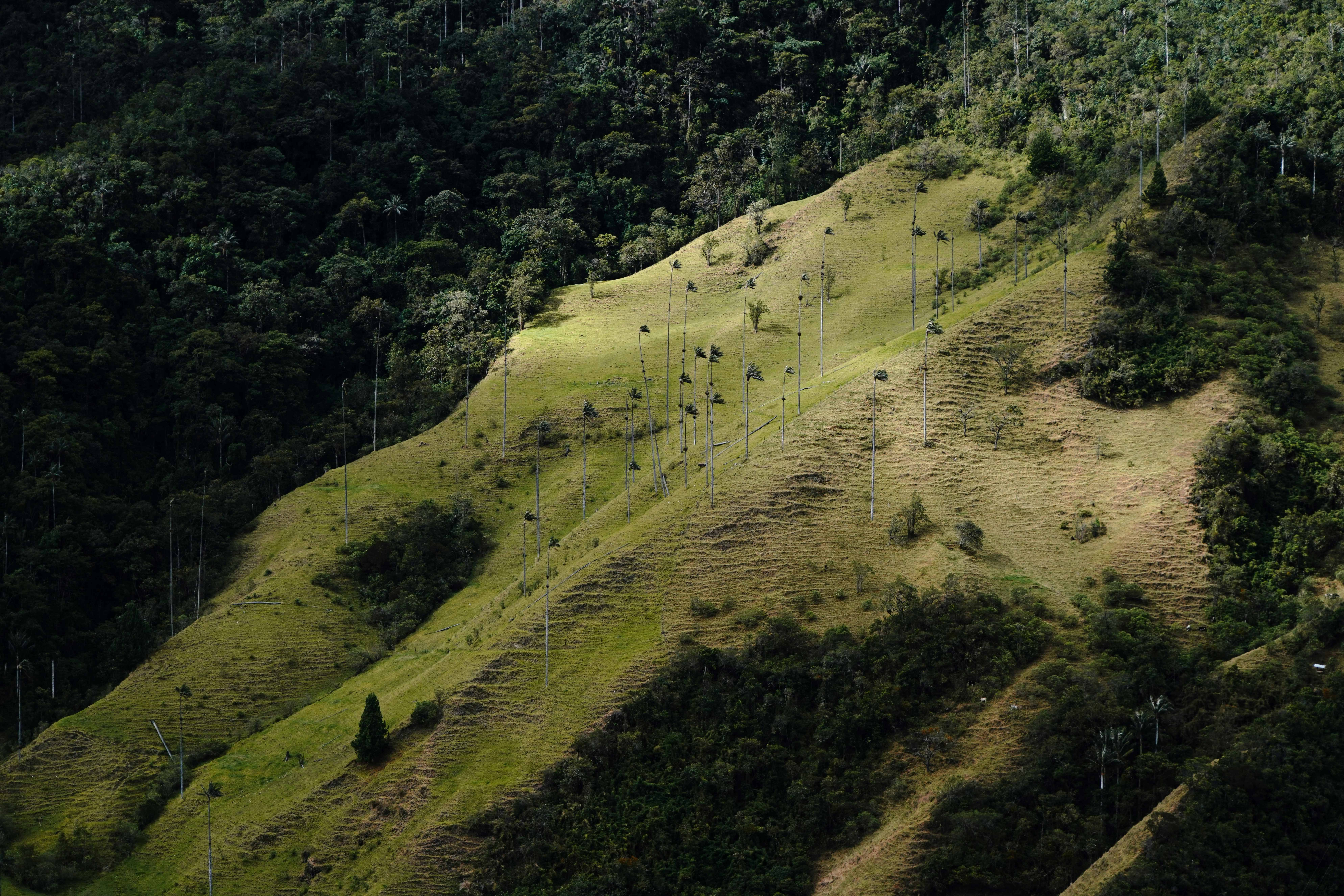 En la cuenca del río Tochecito están 600.000 de las casi 700.000 palmas de cera adultas de Colombia.
