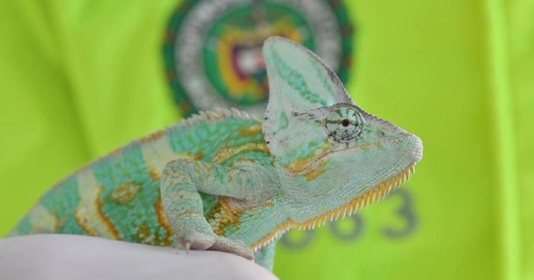 Crean comité para combatir el tráfico ilegal de especies en Cundinamarca y Bogotá