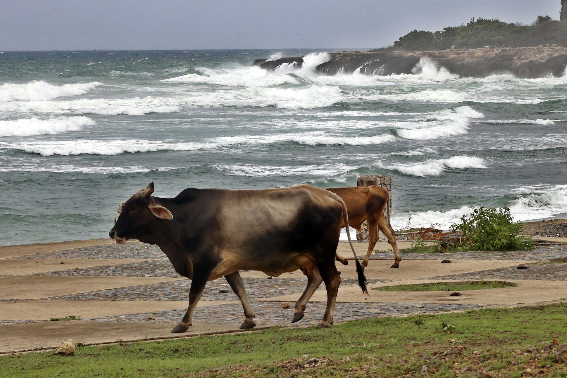 AME2734. SANTIAGO DE CUBA (CUBA), 28/10/2025.- Fotografía de vacas frente al mar este martes, en Santiago de Cuba (Cuba). Tras su paso por la isla, se prevé que Melissa cruce el sureste de Cuba el miércoles y llegue a las Bahamas el jueves. EFE/ Ernesto Mastrascusa